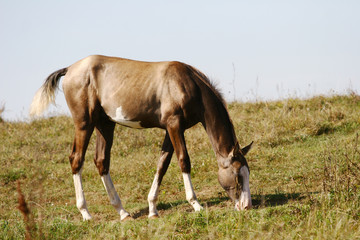 grey filly on field