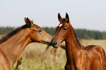 two purebred foals playing in field