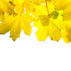Naklejka na ściany i meble Maple branches. Autumn