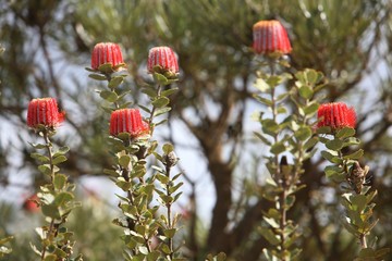 Native Australian Banksia - Scarlet Banksia