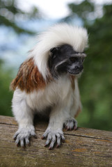 tamarino testa di cotone