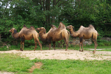 i tre cammelli