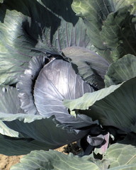 Feuilles et t&ecirc;te de chou.