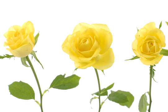 Yellow roses with green leaves.