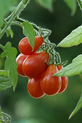 grappe de tomates poires