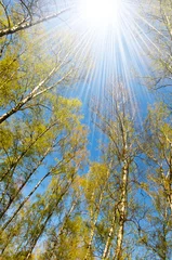 Foto auf Glas Circle of spring birches © mashe