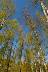 Circle of spring birches