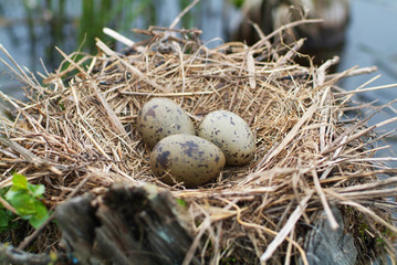 Nest with Cardinal Egg