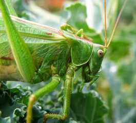 Locust