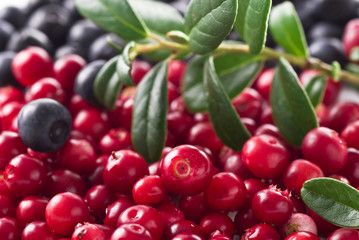 Lingonberry