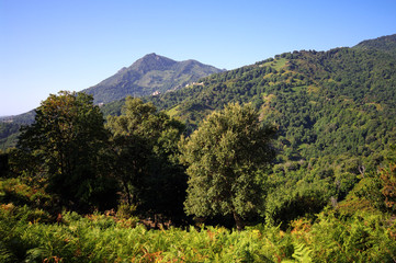 corse montagne et for&ecirc;t de chataigniers