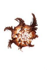 Sea cockleshells