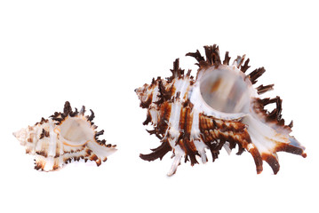 Sea cockleshells