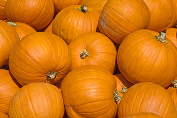 Colorful pumpkins