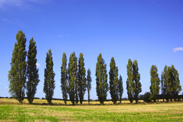 poplar trees