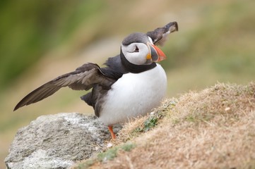 Puffin IX