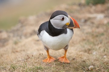 Puffin VII