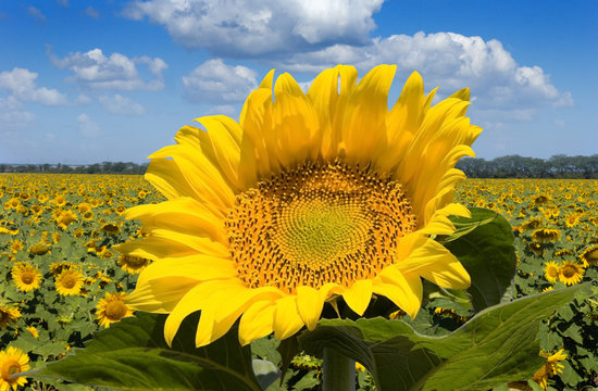 One beautiful sunflower against a wide field and the blue sky