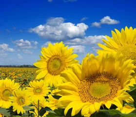 Photo sur Plexiglas Tournesol Quelques tournesols jaunes contre un large champ et le ciel bleu