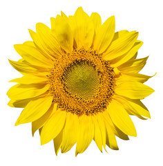 Fototapeta premium rafinowana główna część izolowanego słonecznika