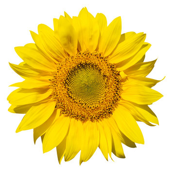 refined main part of isolated sunflower