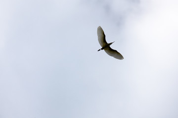 little egret