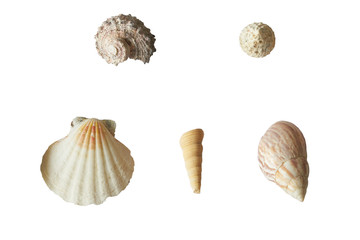 Shell isolated on white background