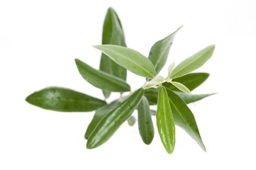olive branch
