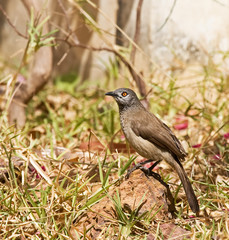 Brown Babbler