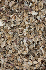 Sea Shells Background Texture