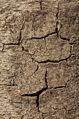 Tree Bark Texture Background