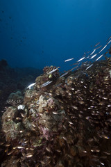 ocean, glassfish and barracudas