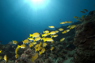 ocean and blue-striped snappers