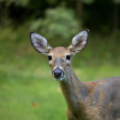 whitetail doe