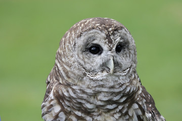 Barred Owl (Strix varia)