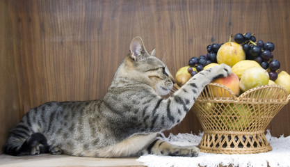 Cat with fruits