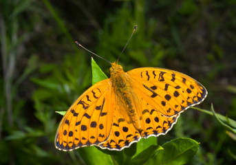 Butterfly (Brenthis) 3