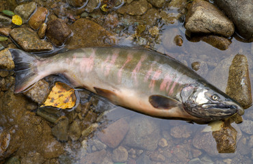 Salmon 2