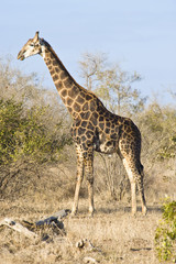 Lone male giraffe walking through the bushes.