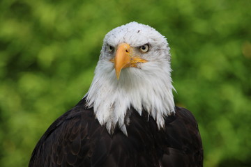 böser Blick