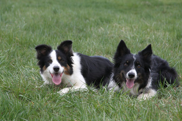 Border-Collies
