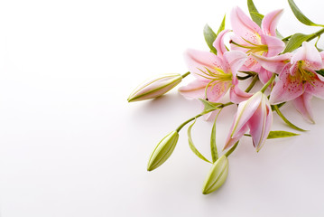 Obraz premium 華