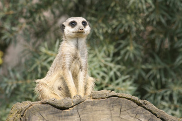Erdmännchen