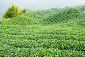 Tea trees on hill