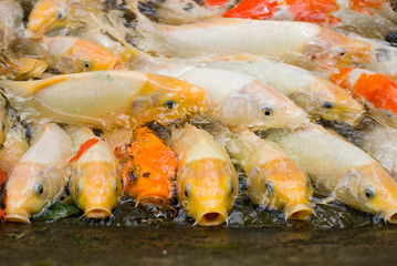 concept of crowded space