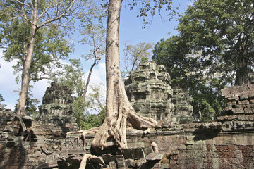 Arbre "fromager" sur site "TA PROHM" des temples d'Angkor