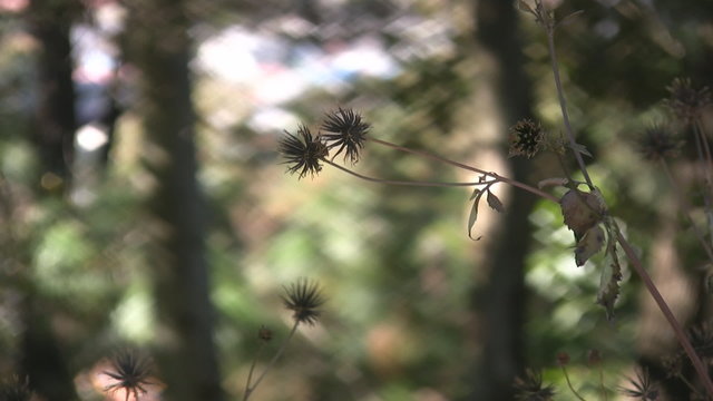 Flores secas