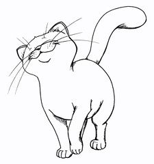 Katze, Kater, stolz, fröhlich, glücklich