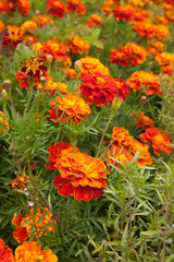 Plant of orange marigold