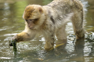 Singe magot